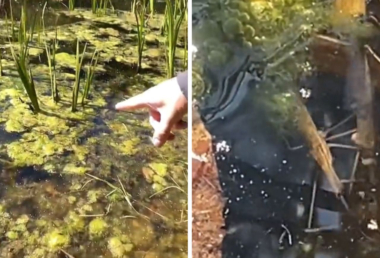 Pokazał, co żyje w polskich jeziorach. "Od dziś chodzę tylko na basen"