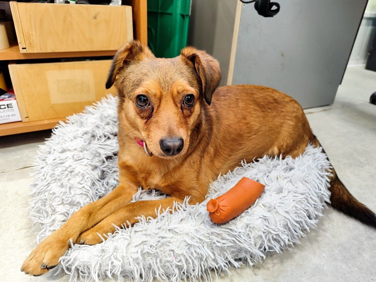 Konin: Psy ze schroniska, które czekają na swoją szansę