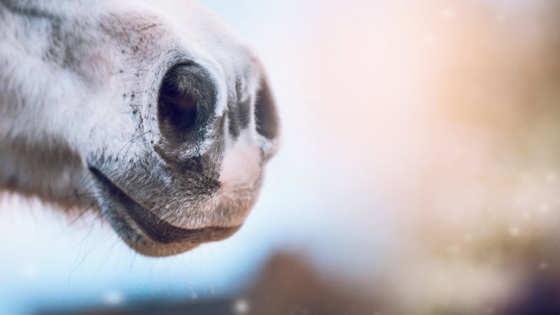 Wciągaj gry nosem. Poczuj spalone gumy z Need for Speeda i zgniłe zwłoki z Wiedźmina 1