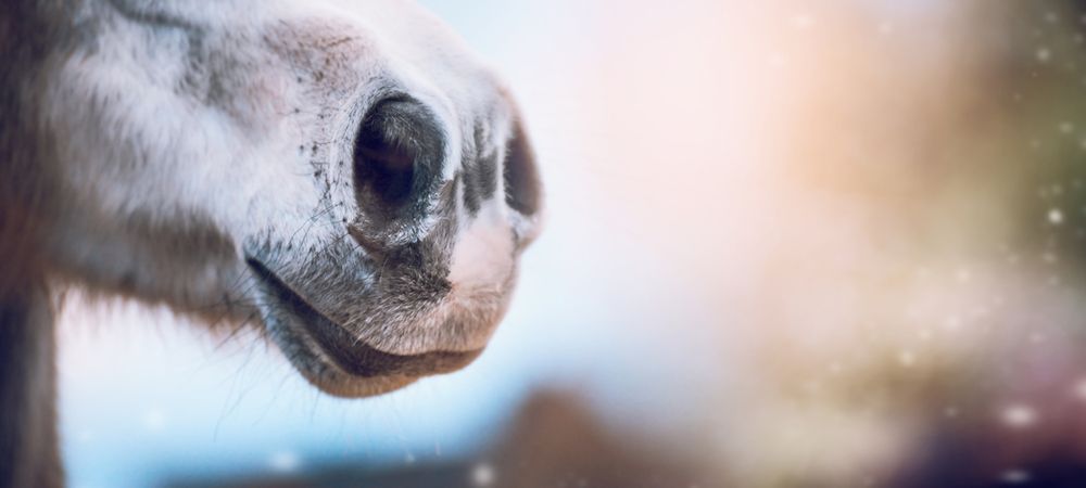 Zdjęcie nosa pochodzi z serwisu Shutterstock