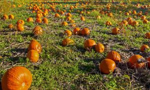 To prawdziwy hit w zoo. Kochają je słonie, małpy czy tygrysy