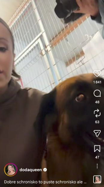 Doda apeluje o adopcję psów