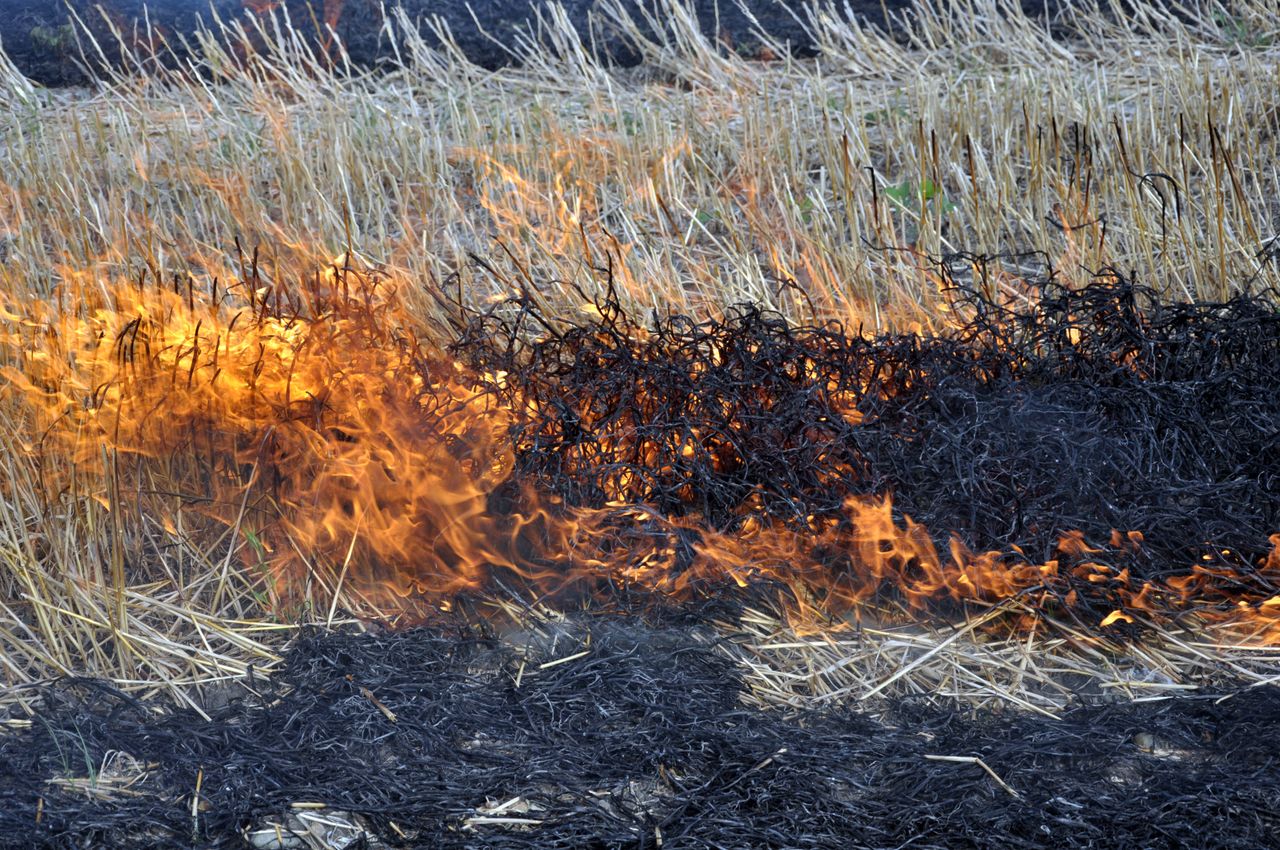 Pałecznica: Ścierniska płoną prawie codziennie. Ogniowa plaga w gminie