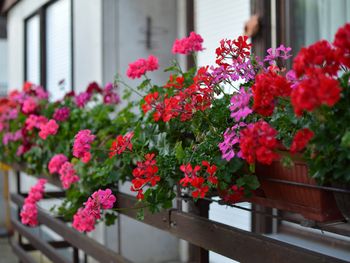 Przygotowanie pelargonii do zimy. Dzięki temu na wiosnę będą znów zachwycać
