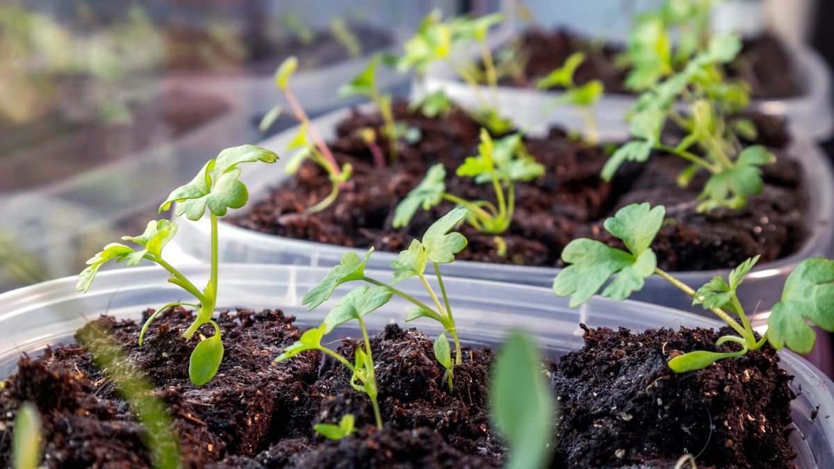 Kiedy wysiewac seler?