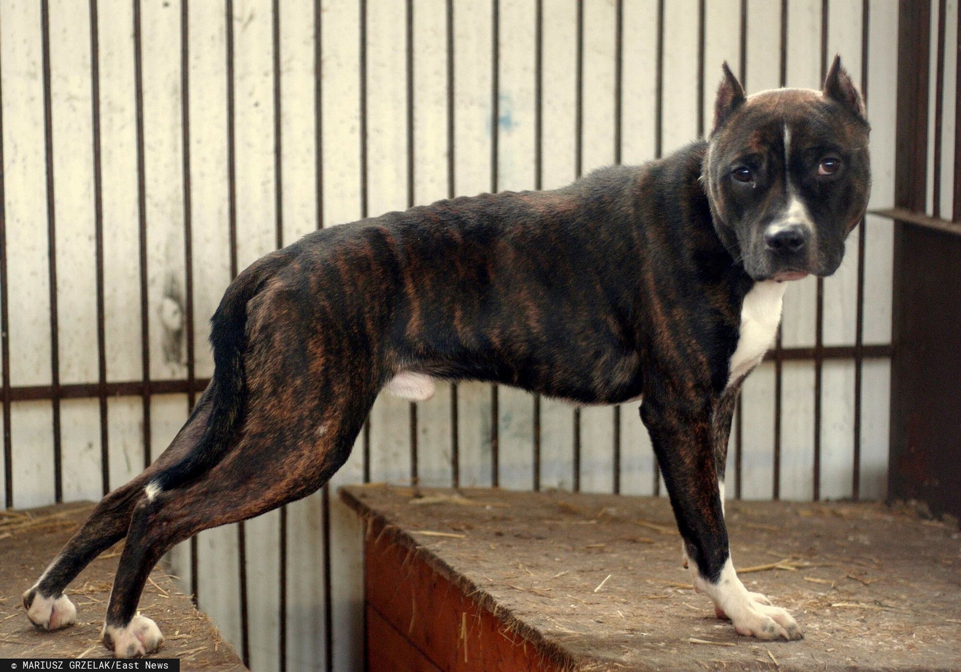 lanista casino mobile app