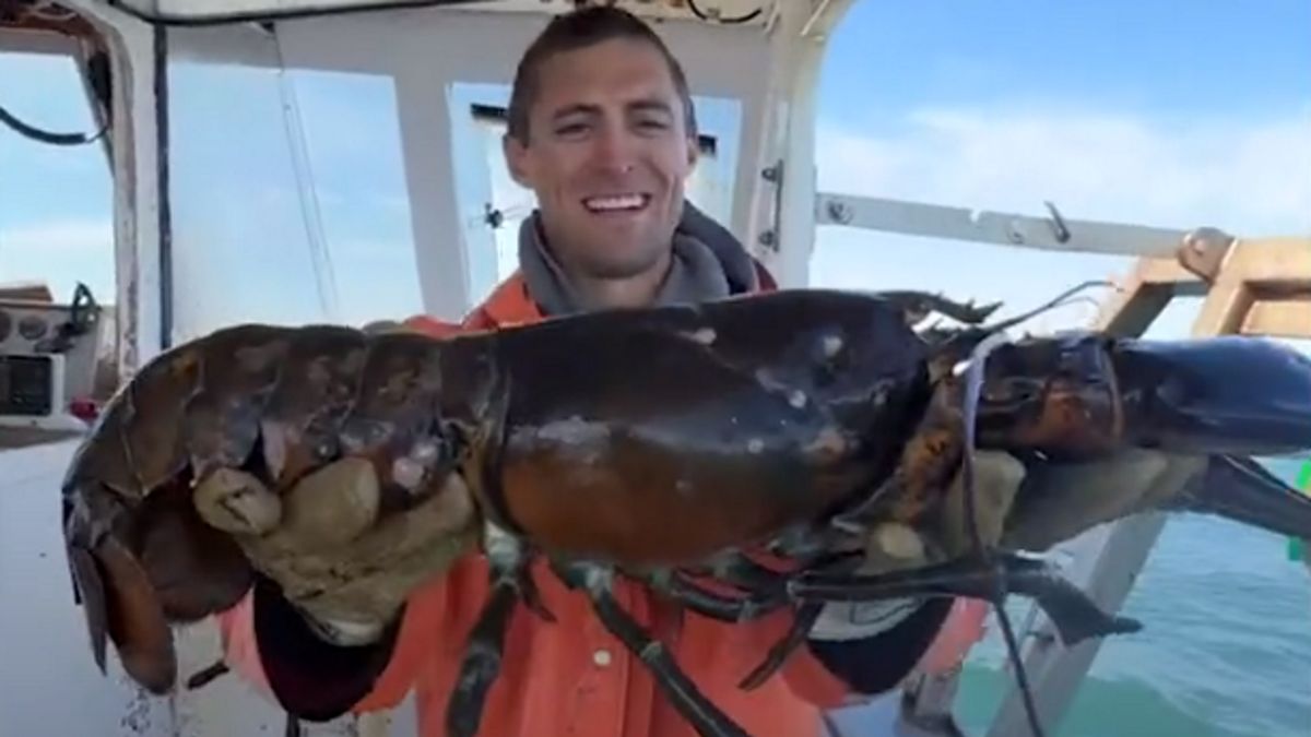 Homar miał imponujące rozmiary