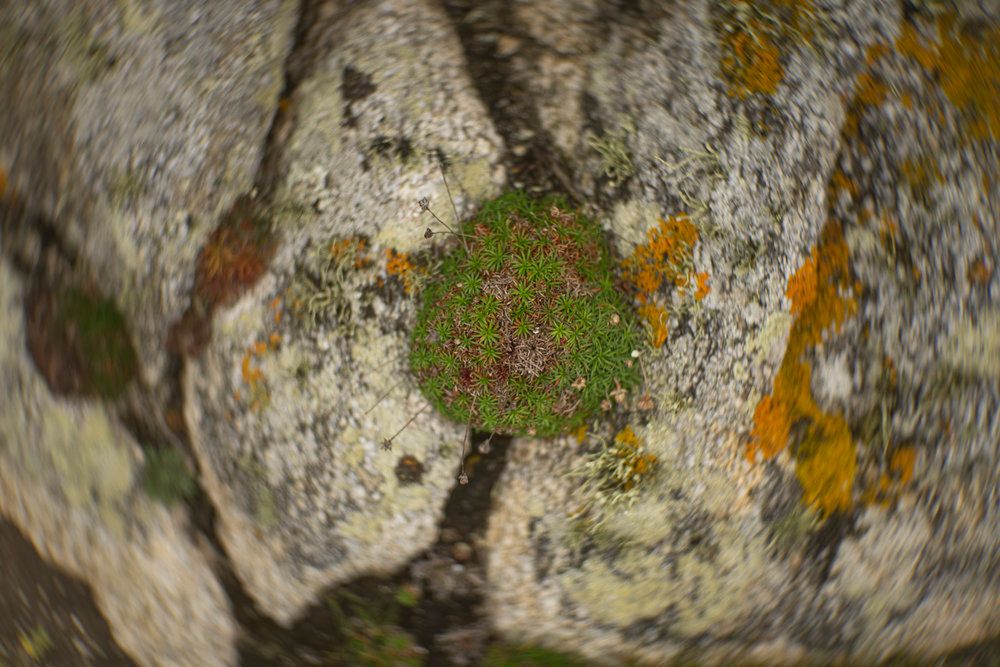 "Zakręcony cesarz", czyli najciekawszy bokeh, jaki zobaczysz 3