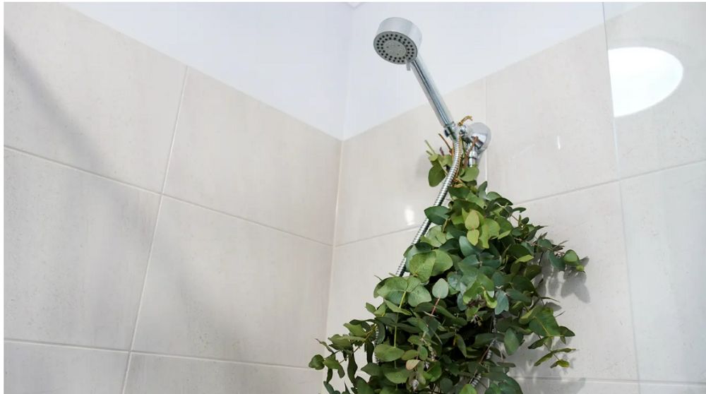 Dlaczego jesienią warto trzymać eukaliptusa w łazience pod prysznicem?