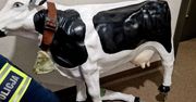 Kalisz: Po pijaku ukradł wielką plastikową krowę