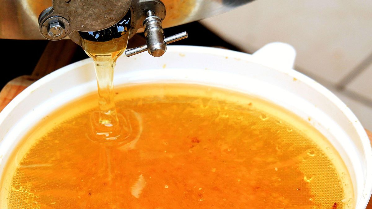 Miód to eliksir zdrowia