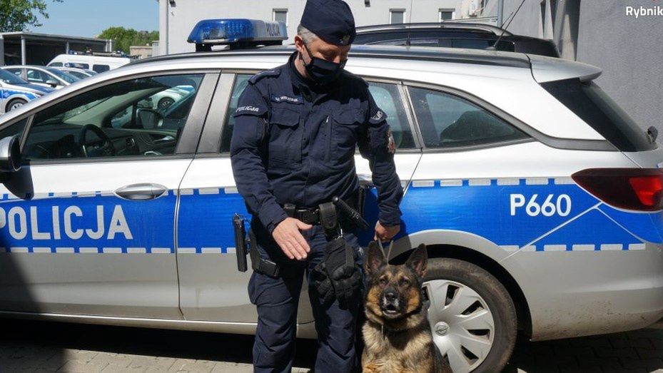 Śląskie. 83-letnią kobietę w Rybniku odnalazł pies policyjny "Kira".