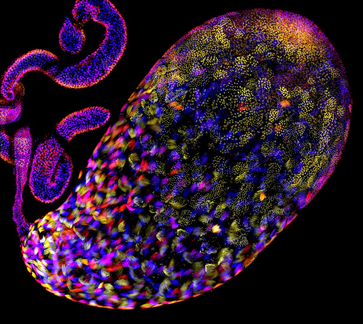 Wspaniały świat z bliska, czyli finaliści Nikon’s Small World 2016. Polacy wśród wyróżnionych 15