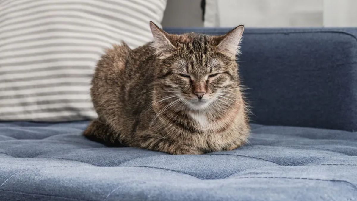 Co oznacza taka pozycja kota?