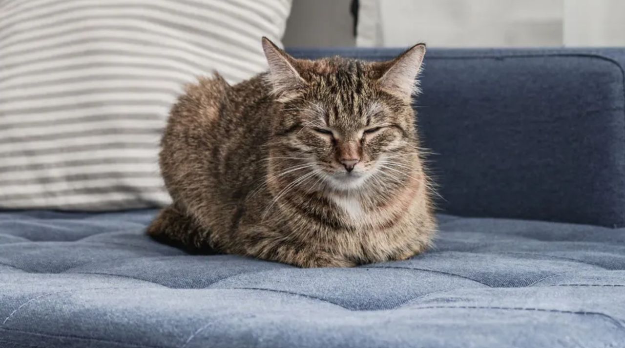 Kot siedzi w tej pozycji? Oto co wtedy "mówi"