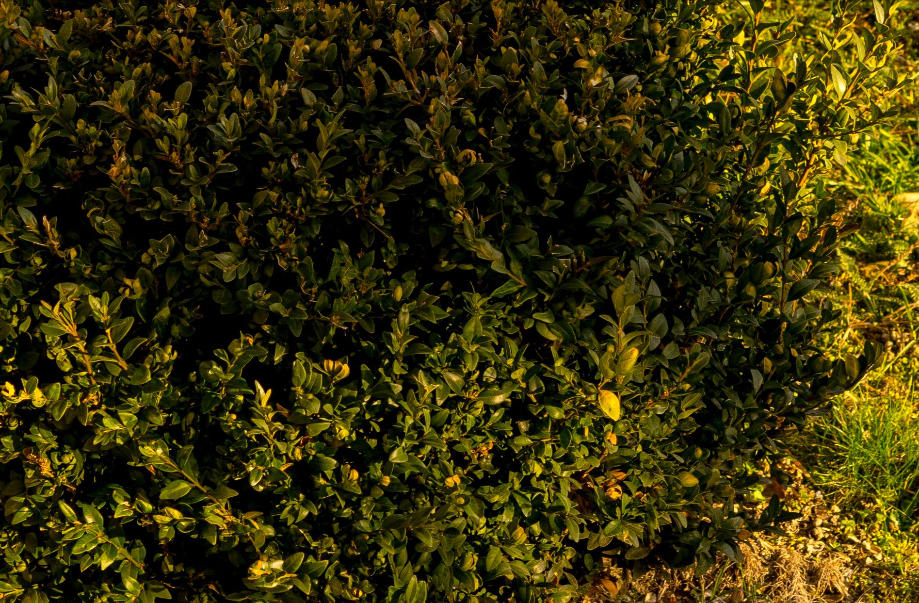 Najtańszy standard do bezlusterkowców - Industar L/D 55 mm f/2,8 14