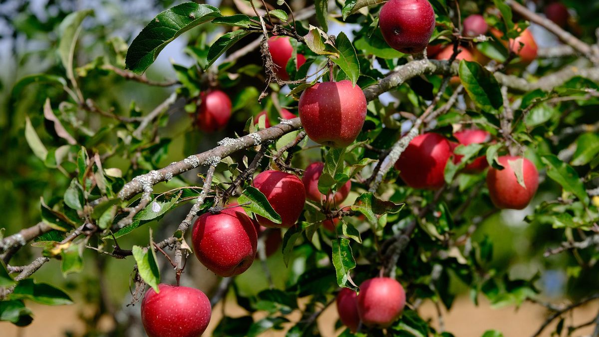 Polskie jabłka są bezpieczne, ale zawierają i będą zawierać pestycydy