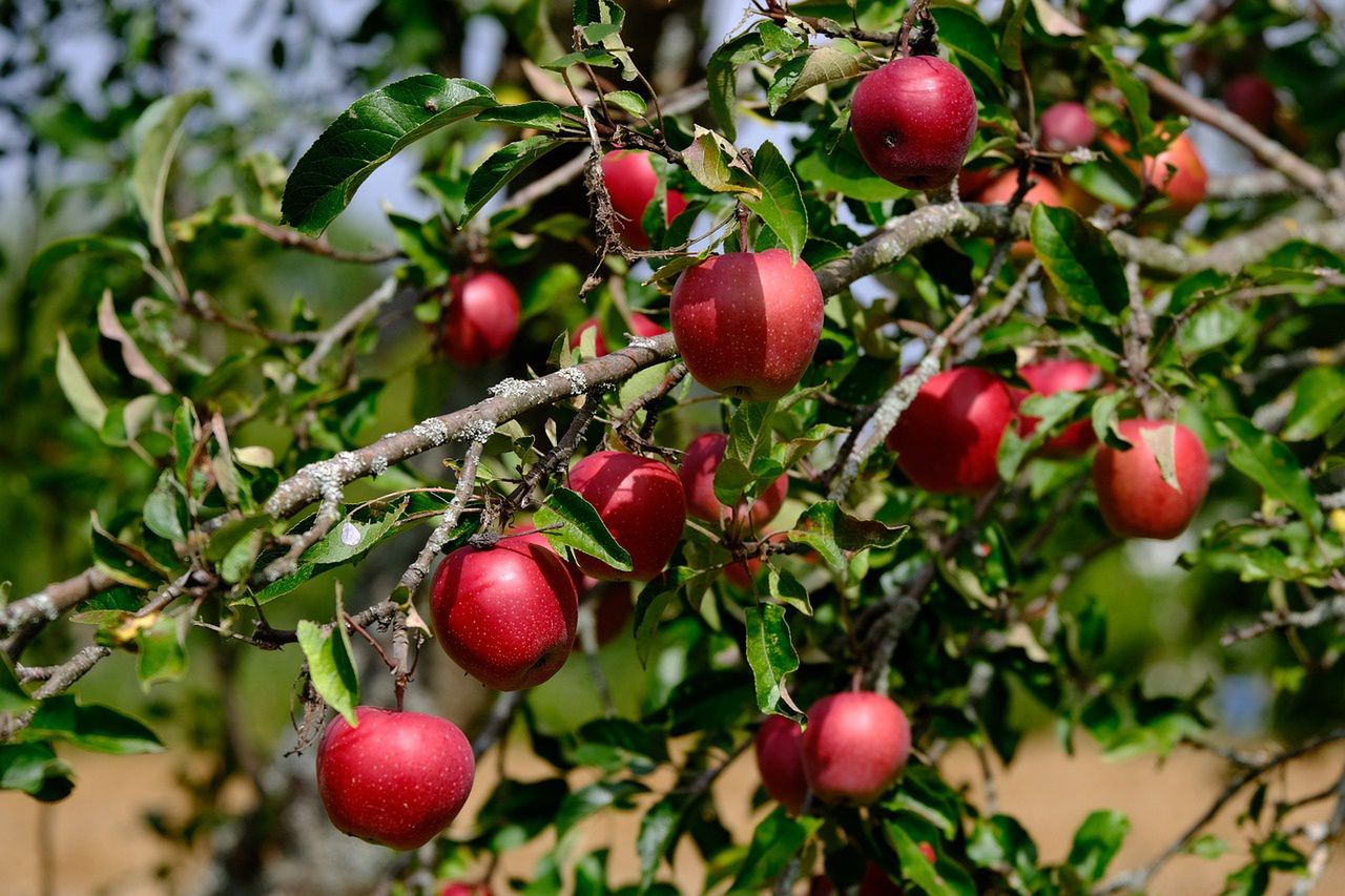 Pestycydy w jabłkach? Eksperci nie są zaskoczeni, oto brutalna prawda