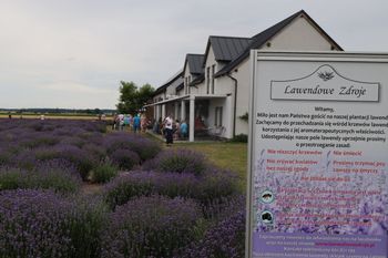 Lawendowe Zdroje w rozkwicie. W Pakszynie już jest fioletowo!