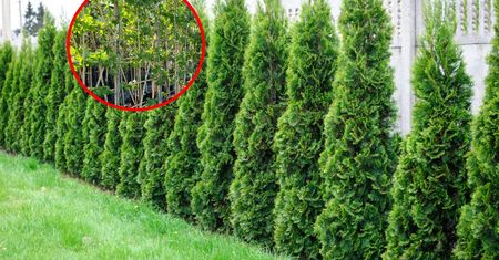 Drzewa panelowe wygryzą tuje? Oto nowy hit ogrodów Polaków