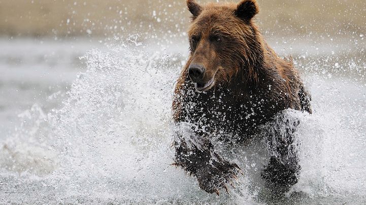 Niedźwiedzie historie Marsela van Oosten 1