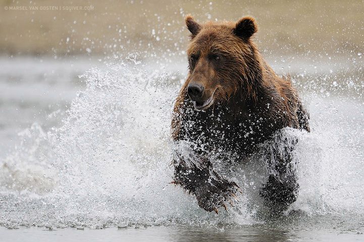 Holenderski fotograf Marcel van Oosten jest laureatem wielu nagród za swoje zdjęcia przyrody, między innymi Nature Photographer of The Year, European Wildlife Photographer of the Year czy BBC Wildlife Photographer of the Year Awards.