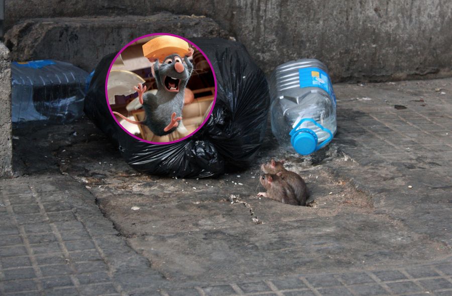 „Strefa zagrożenia szczurami” we Wrocławiu