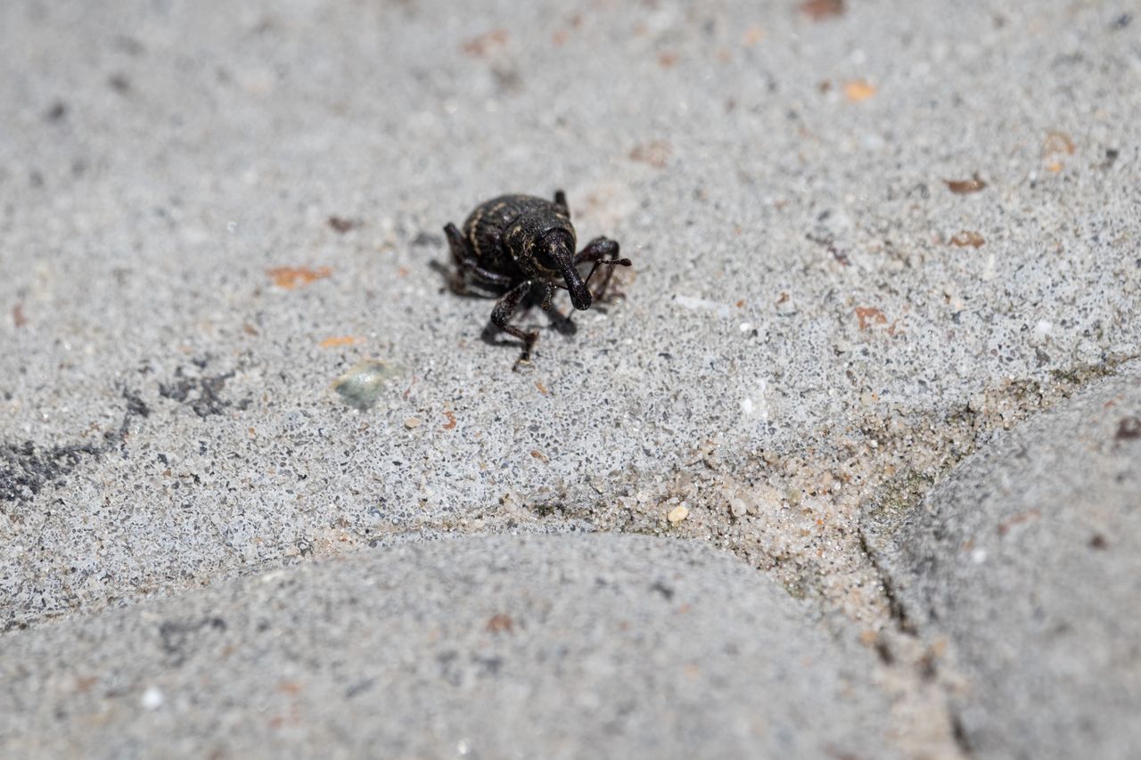 Sieją spustoszenie w ogrodach. Reaguj, zanim będzie za późno