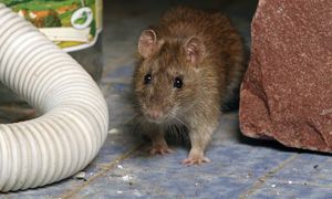 Wyjątkowe białko. Wydłużyło życie zwierzętom