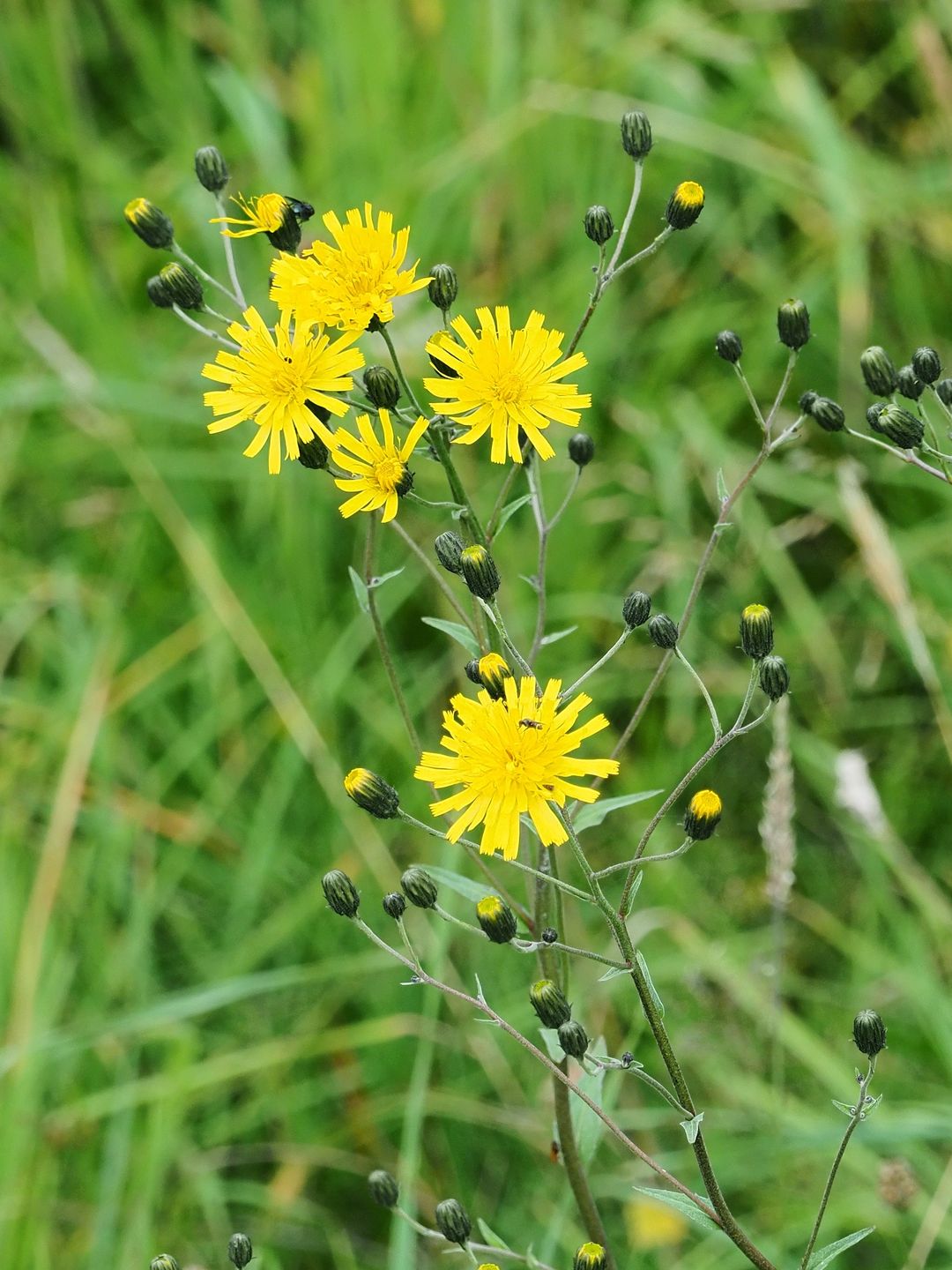 Hieracium to rodzaj występujący w przyrodzie bardzo często. Wyróżnia się kilka tysięcy gatunków tych roślin 