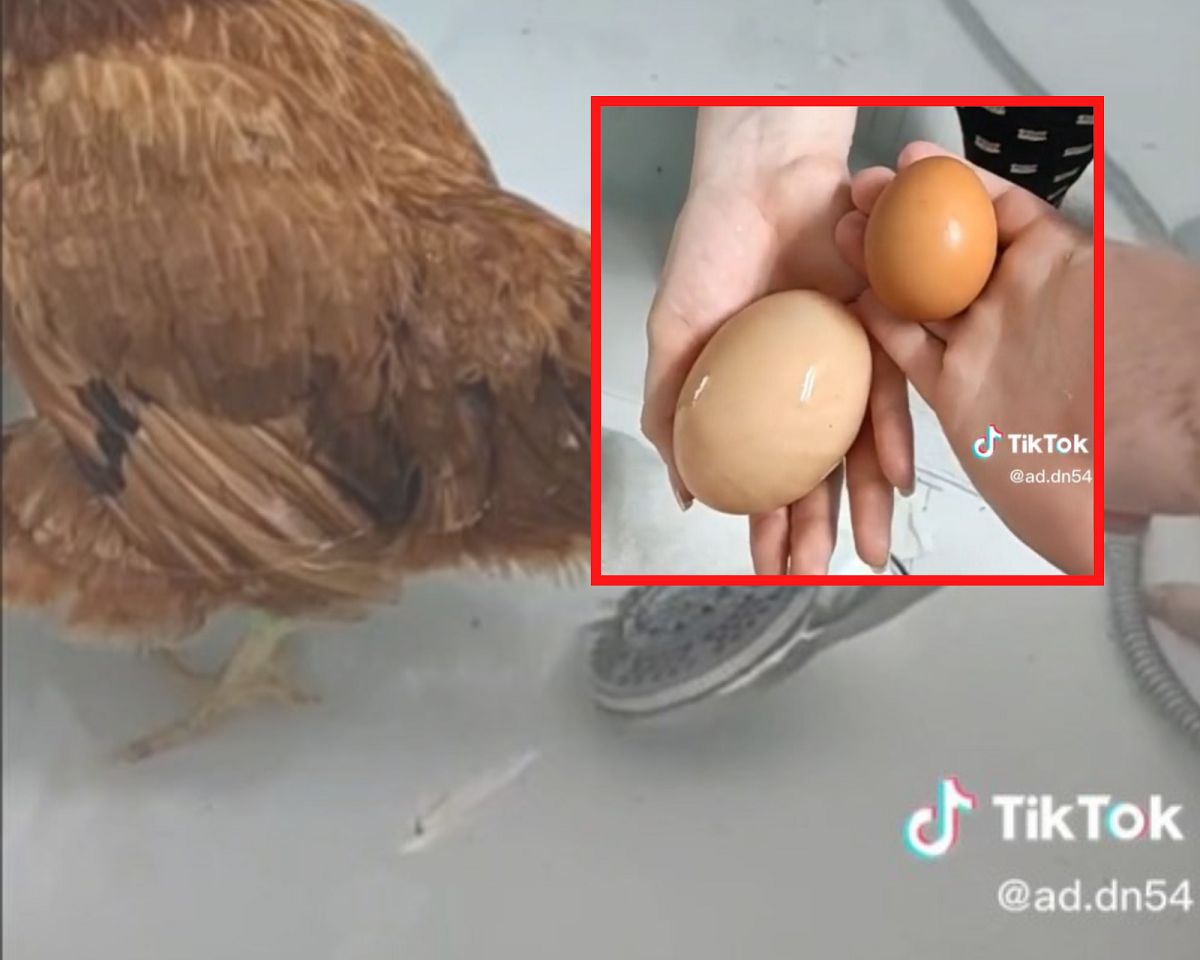 Kura z Francji zniosła ogromne jajko!