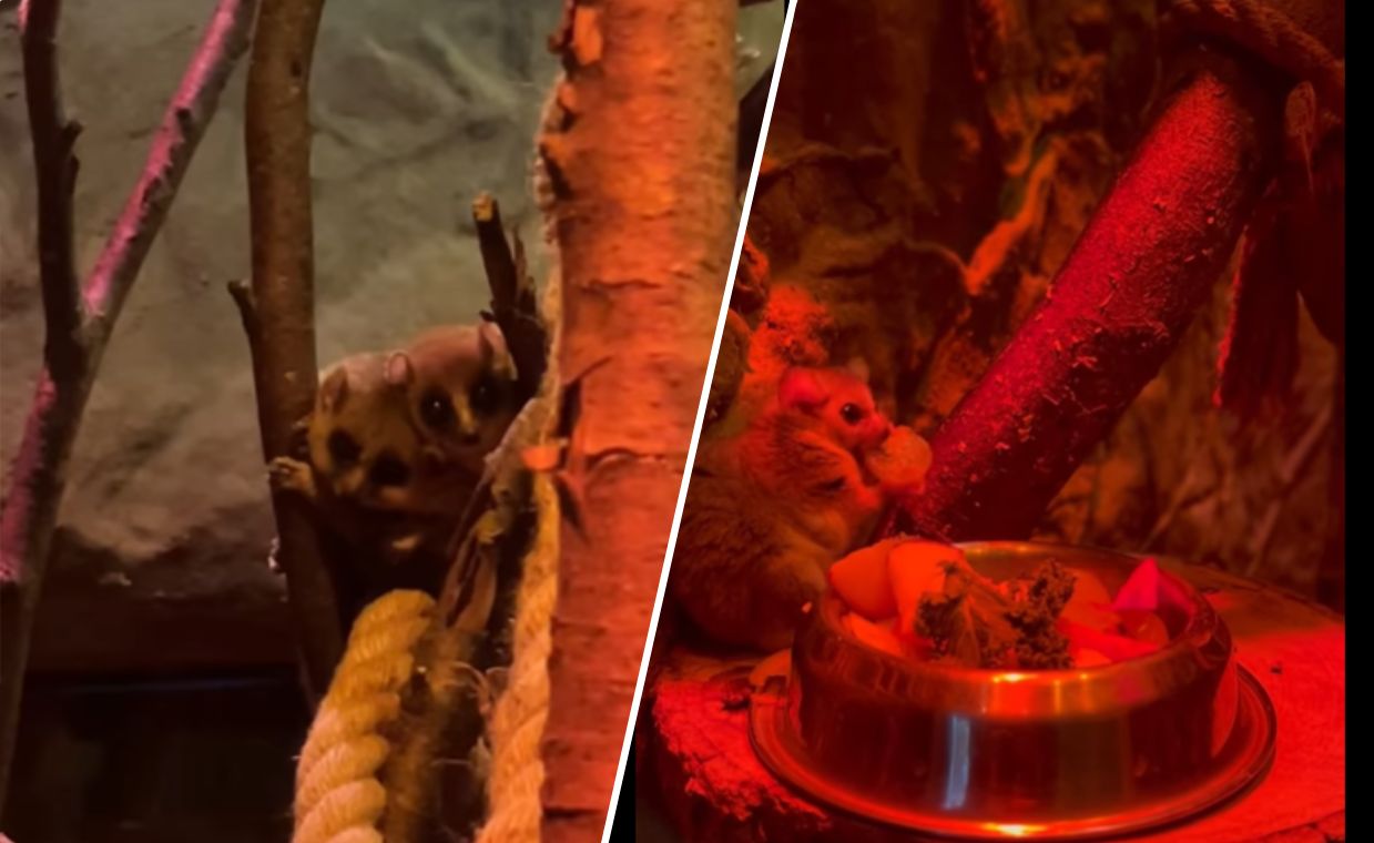 Nowi mieszkańcy gdańskiego ZOO. To najmniejsze na świecie lemurki