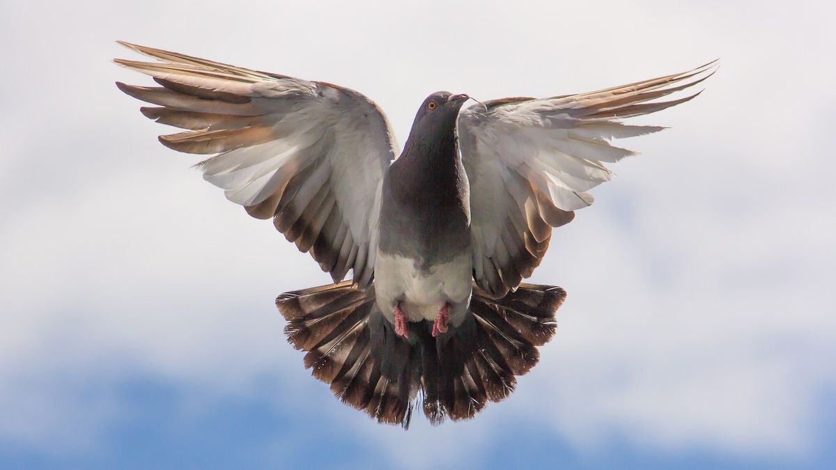Zdjęcie poglądowe przedstawiające gołębia w locie.