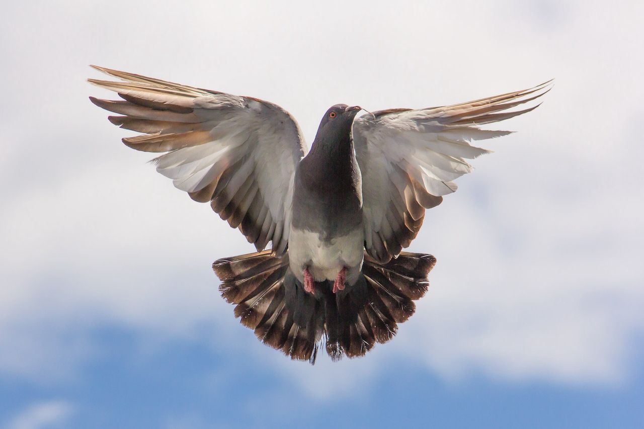 Zdjęcie poglądowe przedstawiające gołębia w locie.