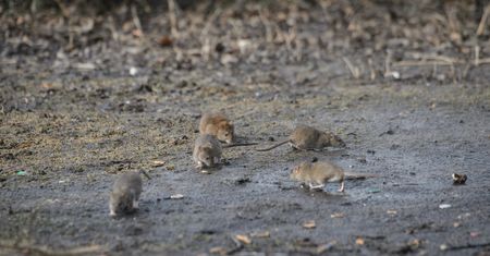 Plaga szczurów. Mogą przewyższać liczbę mieszkańców