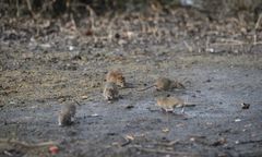 Plaga szczurów. Mogą przewyższać liczbę mieszkańców