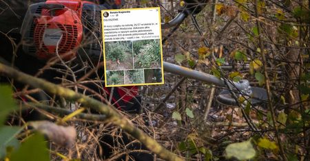 Wandalizm pod osłoną nocy. Wycięli ponad 300 drzewek