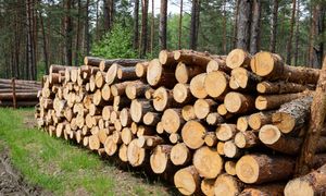 Wywóz drewna do Chin. Ministerstwo ogłosiło spadek o połowę