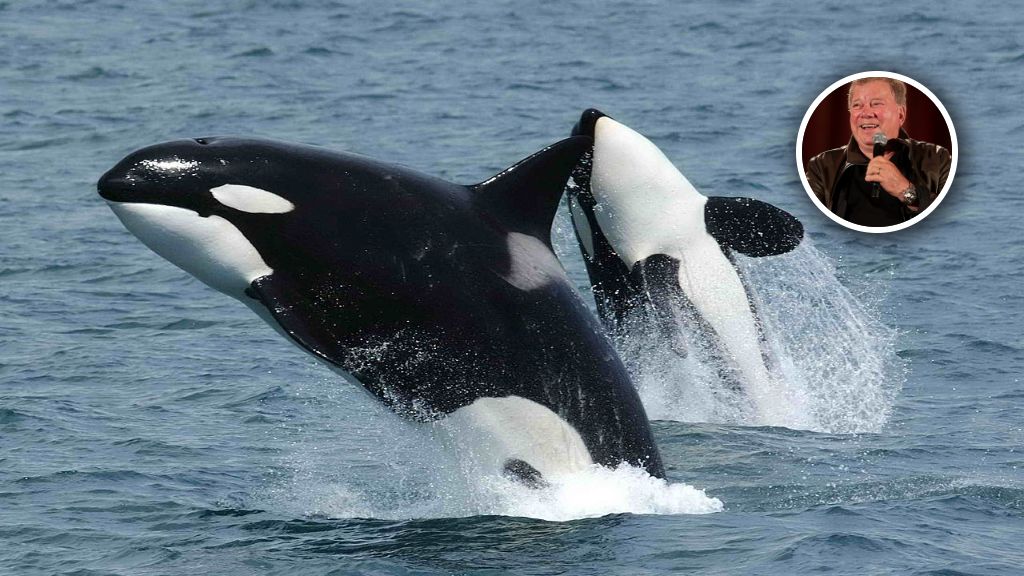 Orki są w poważnym niebezpieczeństwie