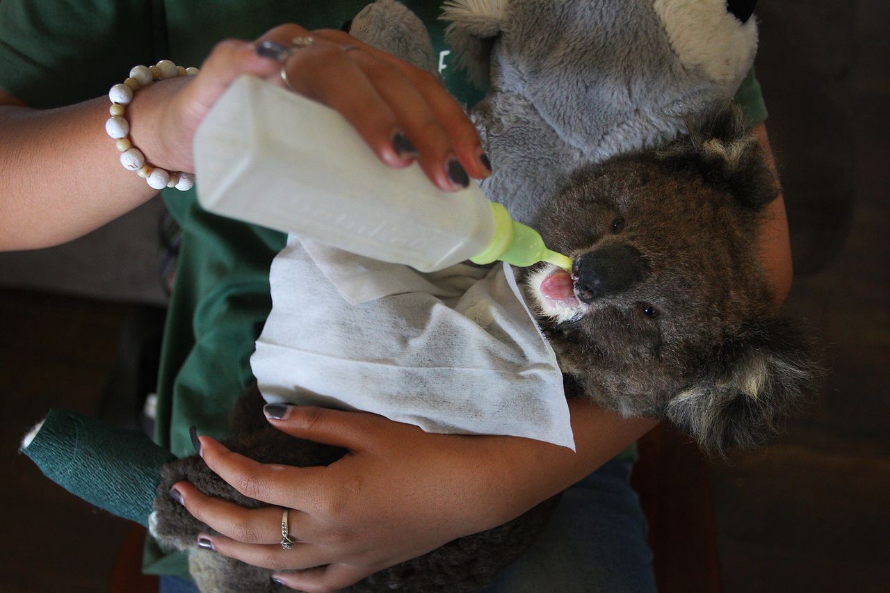 Koale uratowane z pożarów w Australii mają dobrą opiekę