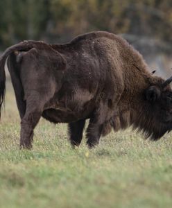 Obszczekał żubra. Wtedy gigant zaatakował