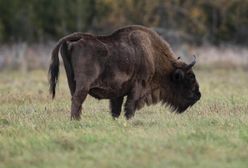 Obszczekał żubra. Wtedy gigant zaatakował