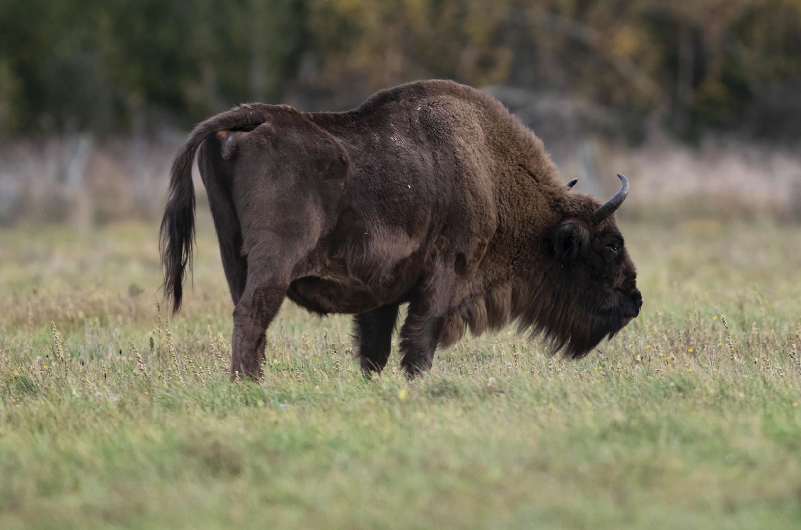 Obszczekał żubra. Wtedy gigant zaatakował