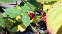 Jeżyna fałdowana - właściwości, wygląd i zastosowanie