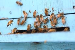 Tysiące martwych pszczół. Mogły zostać otrute