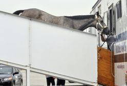 Samolot wrócił na lotnisko. Koń uwolnił się z boksu