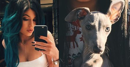 Siostra Kim odda psa do schroniska?! "Nie mogę imprezować"