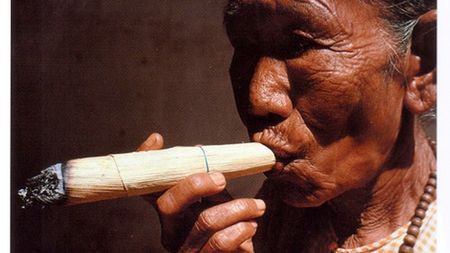 Biopaliwo z tytoniu 1