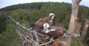 Leśnicy zajrzeli do gniazda. "Wróciły!" Jest nawet transmisja 24/7