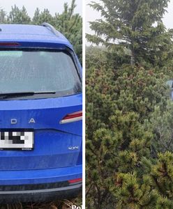 Skradzione auto odnalezione pod Śnieżką. Było ukryte w kosodrzewinie